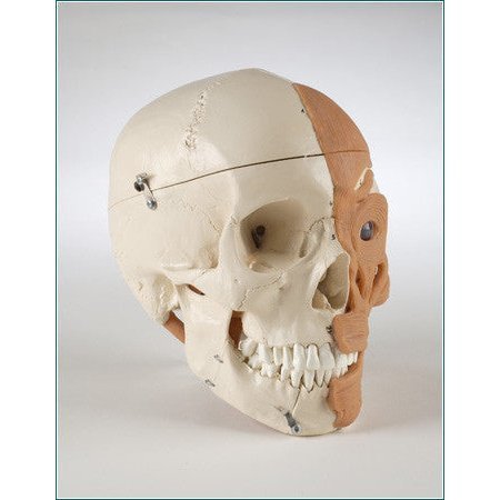 DENOYER-GEPPERT Anatomical Model, Skull with Musculature SK86